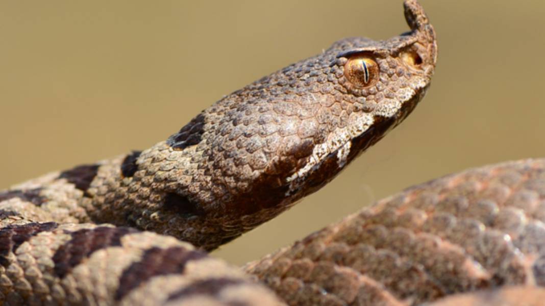 Dünyanın En Zehirli Yılanı! Renk Değiştirip Saldırıyor: Soktuğu İnsanı Dakikalar İçinde Öldürüyor 7